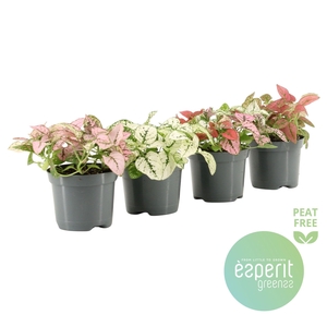 Hypoestes Mix 2-3 srt.