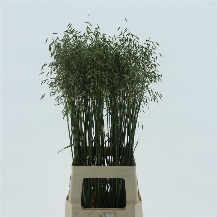 <h4>Avena Sterilis</h4>