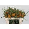 Banksia Dryandra