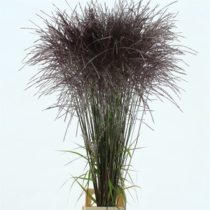 Miscanthus Rotfeder