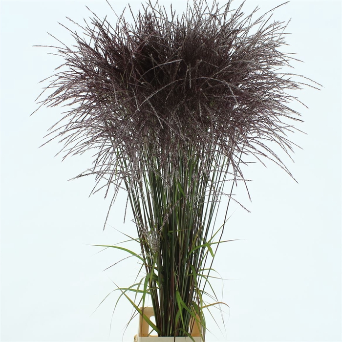 <h4>Miscanthus Rotfeder</h4>