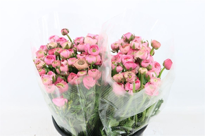 <h4>Ran Amandine Pink</h4>