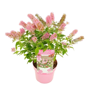 Buddleja Butterfly Candy Little Pin