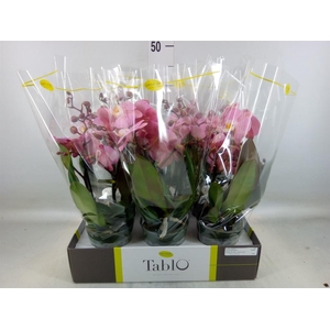 Phalaenopsis   ...rose