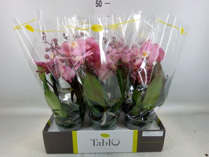 <h4>Phalaenopsis   ...rose</h4>