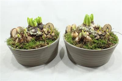 <h4>3571 TETE T.C GREY</h4>