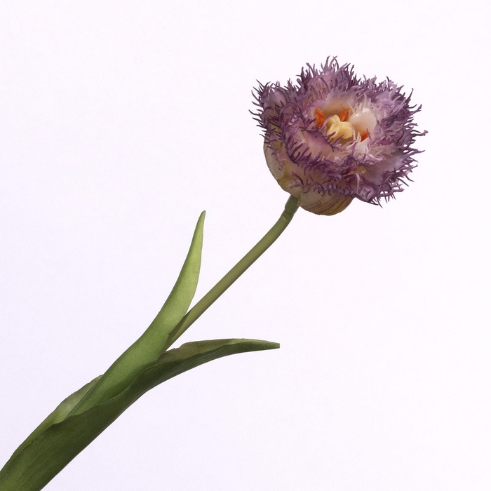 <h4>Tulipa Crispa Cream Purple FL440263PRP</h4>
