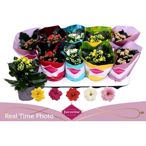 KAL GE PERF GEM 5 KL