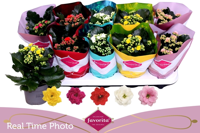 <h4>KAL GE PERF GEM 5 KL</h4>