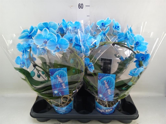 <h4>Phalaenopsis   ...</h4>