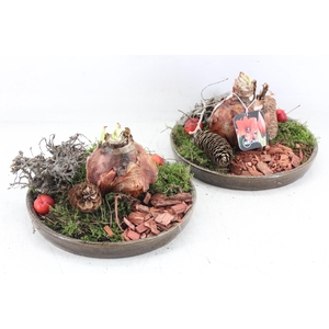 arr4 Amaryllis MB - Luxe schotel 1bol x4 RD