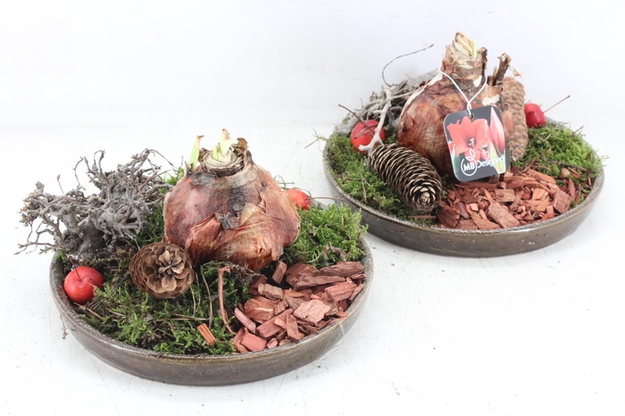 <h4>arr4 Amaryllis MB - Luxe schotel 1bol x4 RD</h4>