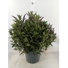 Hebe  'Addenda'   ...mix in pot