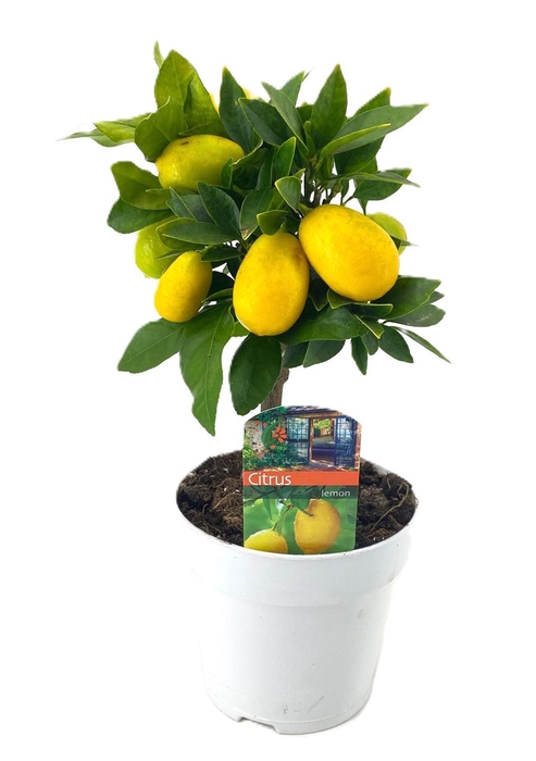 <h4>Citrus limequat</h4>