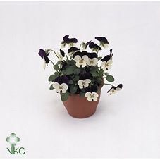 Viola Cornuta Grp Callisto F1 White with Violet Wi