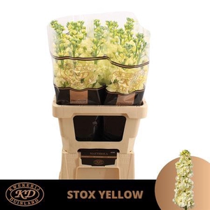 Matth Stox Yellow