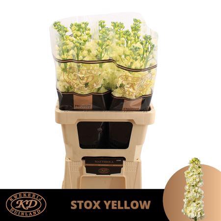 <h4>Matth Stox Yellow</h4>