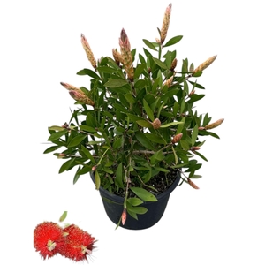 Callistemon citrinus 'Splendens'