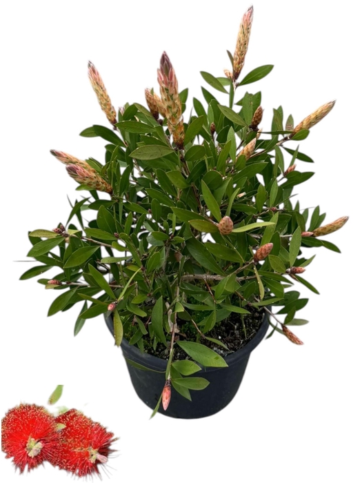 <h4>Callistemon citrinus 'Splendens'</h4>