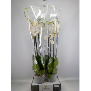 Phalaenopsis   ...white