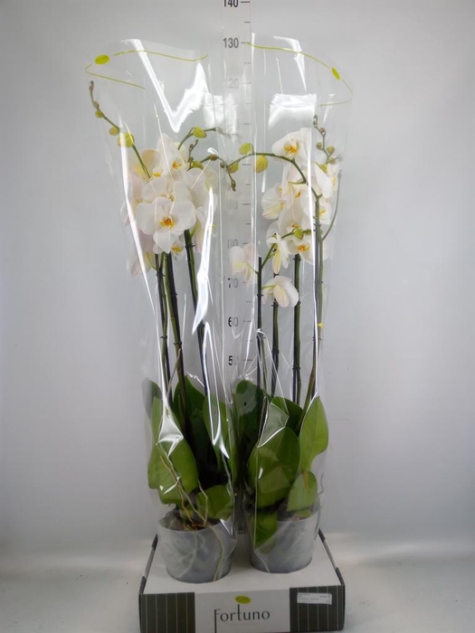 <h4>Phalaenopsis ...white</h4>