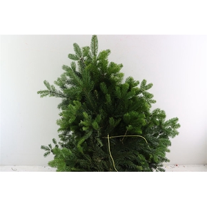 Nordman Bundle 5kg