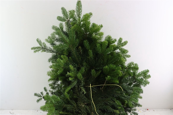 <h4>Nordman Bundle 5kg</h4>