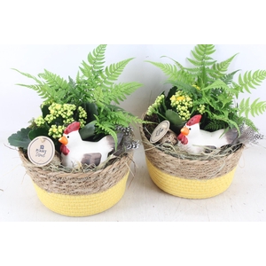 arr2 PL - Mand naturel geel kip