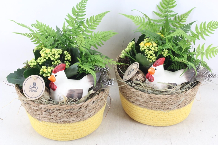 <h4>arr2 PL - Mand naturel geel kip</h4>