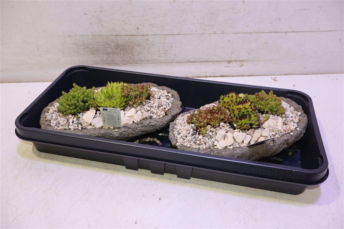 <h4>arr8 Arr Tuinplanten Ovaal</h4>