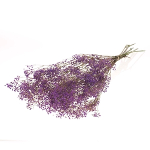 Gypsophila preserved lilac