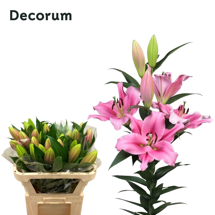 <h4>LI TROCADERO 1 knop</h4>