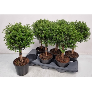 MYRTUS COM
