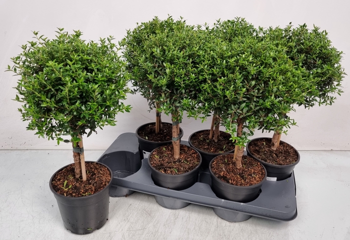 <h4>MYRTUS COM</h4>