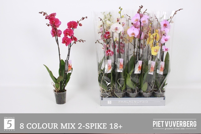 <h4>PHAL GEM 8 KL</h4>