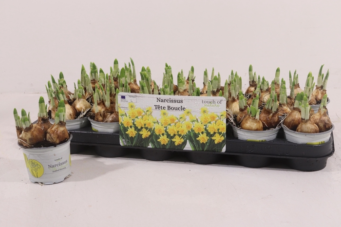 <h4>NARC D TETE BOUCLE</h4>