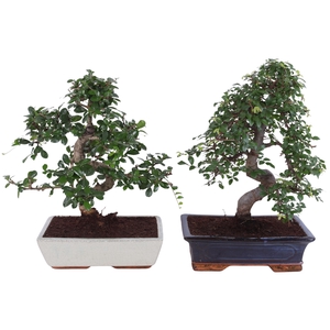 Bonsai Mix in ø30cm in Ceramic