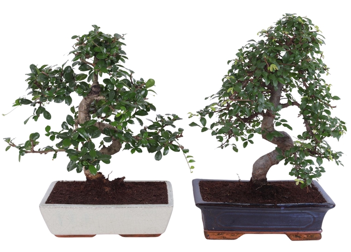 <h4>Bonsai Mix in ø30cm in Ceramic</h4>