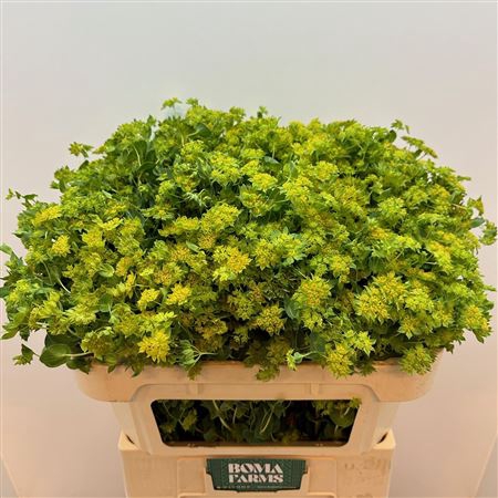 <h4>Bupleurum Rotundifolium</h4>