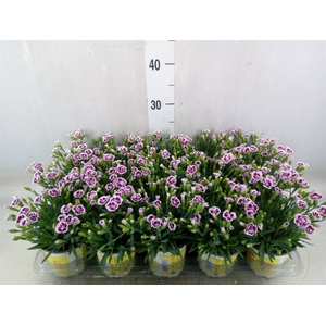 Dianthus allw. 'Lucky Lips Lena'