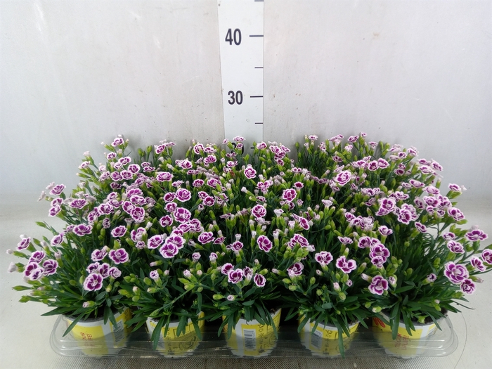 <h4>Dianthus allw. 'Lucky Lips Lena'</h4>