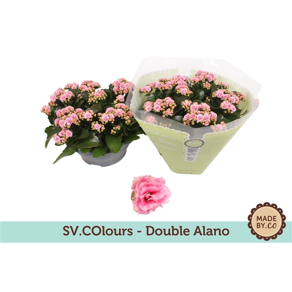 <h4>Kalanchoë Double Alano in SV.COloursleeve</h4>