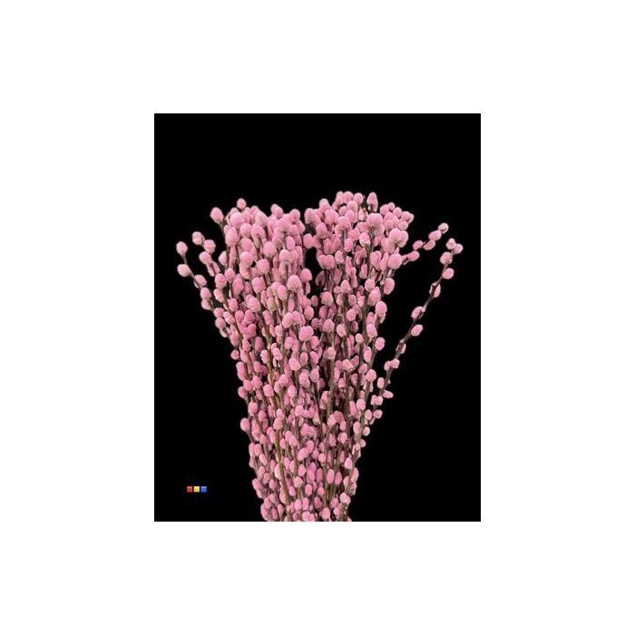 <h4>Salix Pussy Willow Pink</h4>