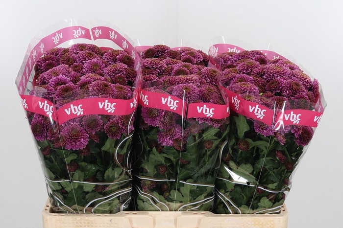 <h4>Chr San Aaa Doria</h4>