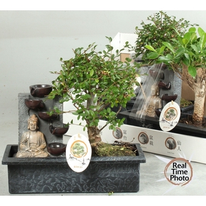 BONSAI GEM