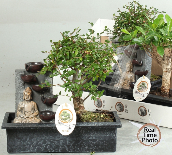 <h4>BONSAI GEM</h4>