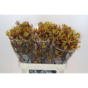 Anigozanthos Gold Fever