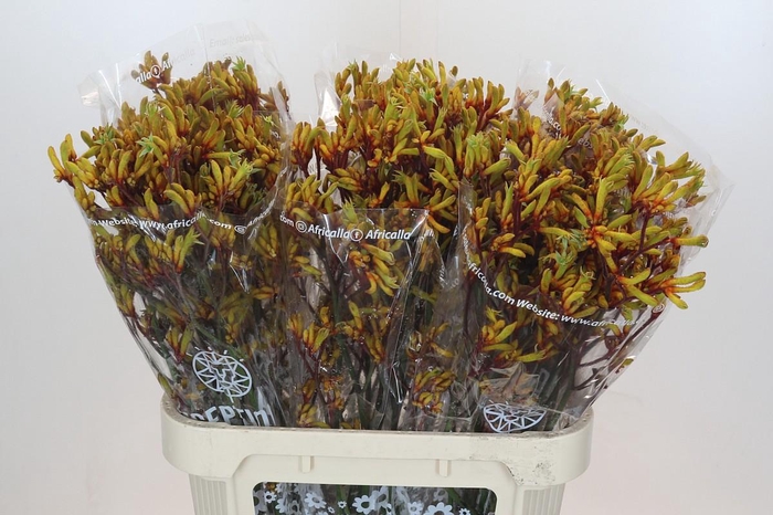 <h4>Kangaroo Paw Gold Fever</h4>