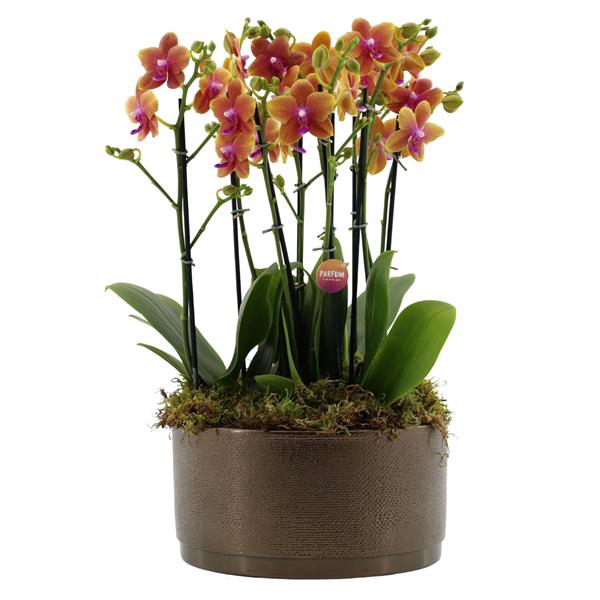 <h4>Flower Symphony | 3 x 2 tak Bolgheri in Sarah Bowl</h4>