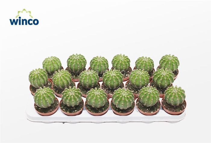 <h4>Echinopsis Multiplex</h4>